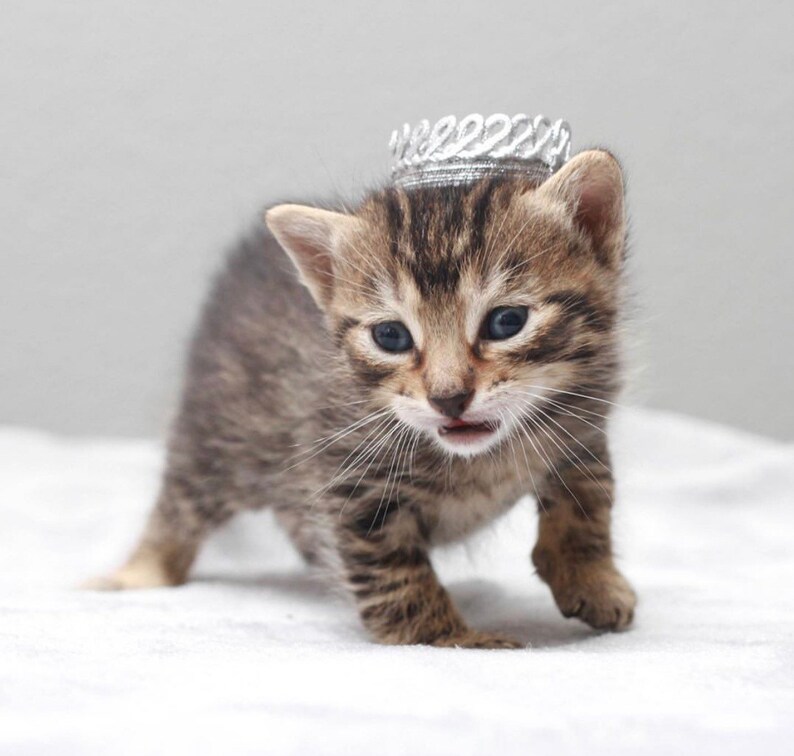 May include: A small tabby kitten wearing a silver crown. The kitten is looking at the camera with its mouth slightly open.