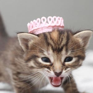Close-up of a tiny kitten wearing a small pink lace crown with a birthday banner that reads “meowgical” across the front. The kitten is playfully sticking out its tongue while sitting on a white background. This image features one of the mini crowns included in a set of 4 handmade lace crowns designed for small pets, dolls, and decor. Perfect for pet birthday shoots, hamster or kitten props, and small animal accessories. Crown is freestanding and has no elastic or band.