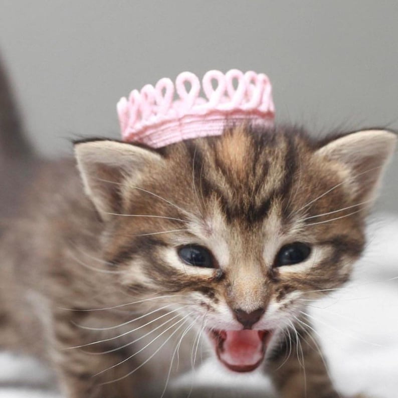 Close-up of a tiny kitten wearing a small pink lace crown with a birthday banner that reads “meowgical” across the front. The kitten is playfully sticking out its tongue while sitting on a white background. This image features one of the mini crowns included in a set of 4 handmade lace crowns designed for small pets, dolls, and decor. Perfect for pet birthday shoots, hamster or kitten props, and small animal accessories. Crown is freestanding and has no elastic or band.