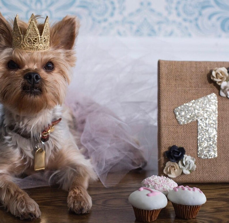 Cat Crown Dog Tiara MINI Harper gold lace crown for small dog or pet photography prop image 6