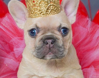 ultra MINI Avery gold lace crown for small dog or pet || photography prop