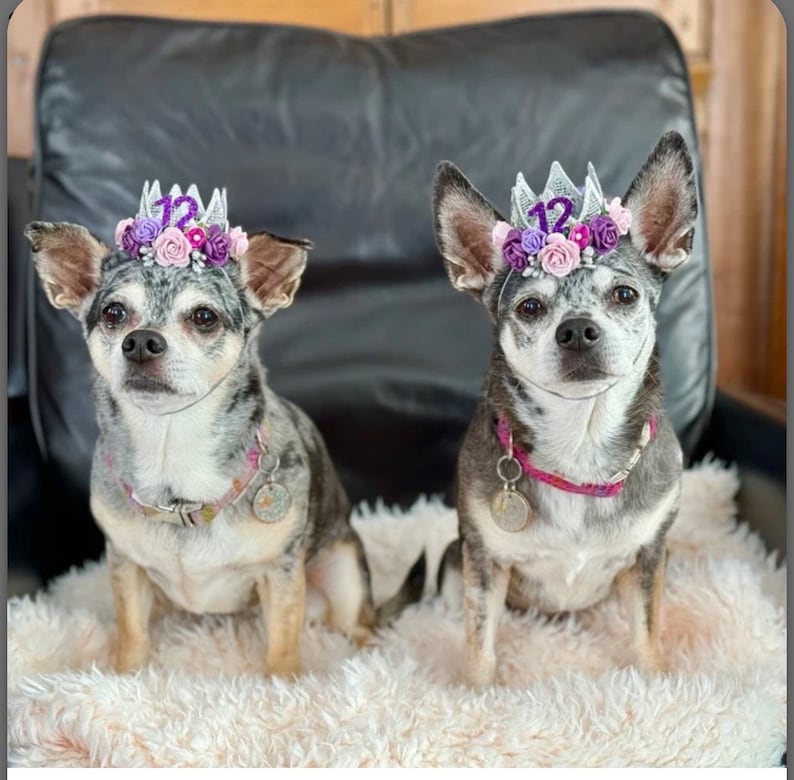 Dog Birthday Flower Crown Cat Birthday Tiara Pet Lover Gift Gotcha Day Party Hat photography prop silver purple image 4