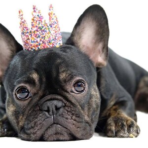 May include: A black and brown French bulldog wearing a colorful, sparkly crown. The dog is lying down with its head resting on the ground.