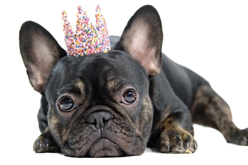 May include: A black and brown French bulldog wearing a colorful, sparkly crown. The dog is lying down with its head resting on the ground.