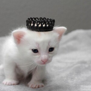 May include: A white kitten wearing a black crown-shaped headband. The kitten is looking down and has a soft, fluffy coat.