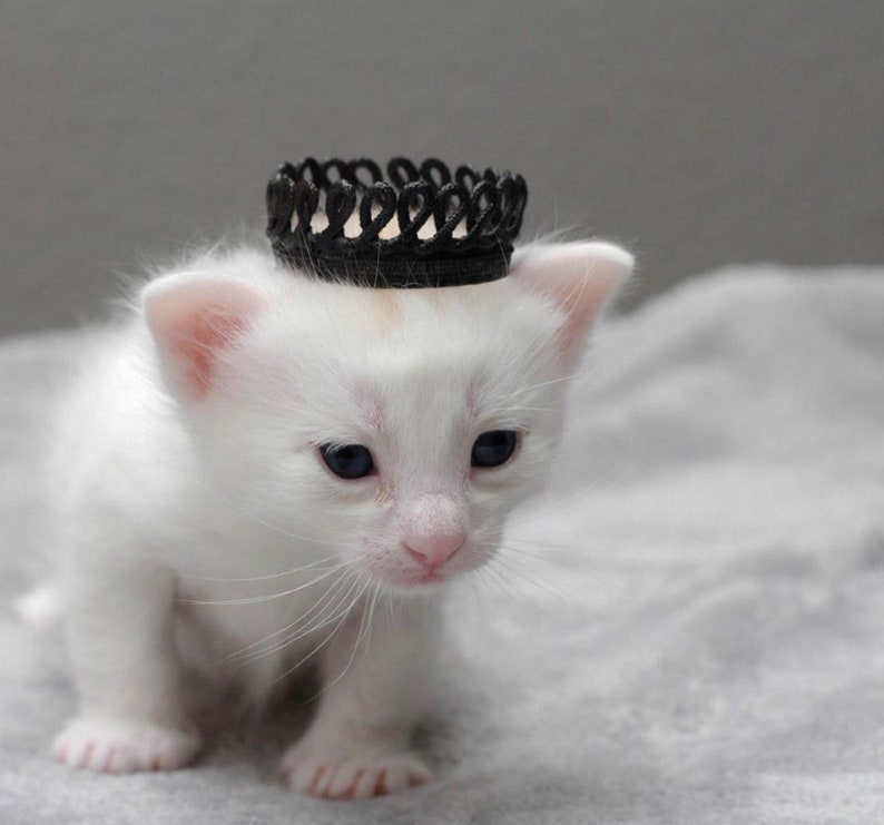 May include: A white kitten wearing a black crown-shaped headband. The kitten is looking down and has a soft, fluffy coat.