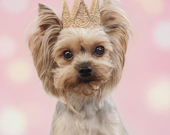 Gold Lace Dog Birthday Crown, Small Pet Accessory, 50+ Colors, Harper