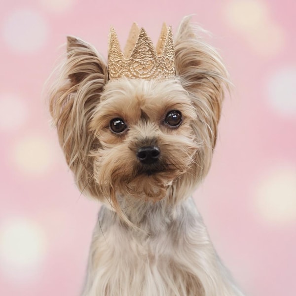 Gold Lace Dog Birthday Crown, Small Pet Accessory, 50+ Colors, Harper