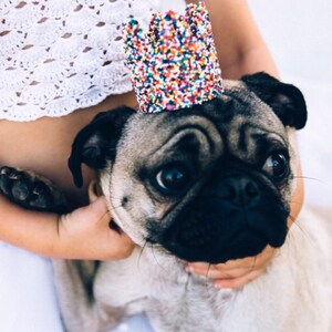 May include: A small, light brown pug wearing a colorful, confetti-sprinkled crown. The dog is being held by a person, but the person's face is not visible.