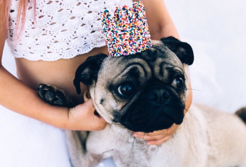 May include: A small, light brown pug wearing a colorful, confetti-sprinkled crown. The dog is being held by a person, but the person's face is not visible.
