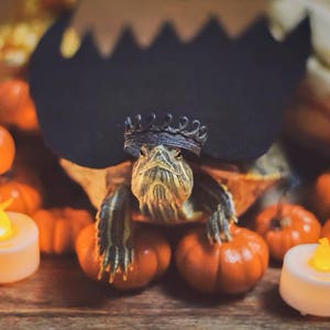 Pet turtle wearing a tiny black lace crown, surrounded by small pumpkins and LED candles. The turtle is part of a Halloween-themed pet photoshoot, staged on a rustic wooden surface with a jagged black backdrop. This mini crown is part of a 4-piece handmade lace crown bundle designed for small pets, dolls, and decor. Perfect for pet costumes, turtle birthday photos, and Halloween accessories. Crown is freestanding and does not include bands or clips.
