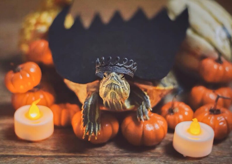 Pet turtle wearing a tiny black lace crown, surrounded by small pumpkins and LED candles. The turtle is part of a Halloween-themed pet photoshoot, staged on a rustic wooden surface with a jagged black backdrop. This mini crown is part of a 4-piece handmade lace crown bundle designed for small pets, dolls, and decor. Perfect for pet costumes, turtle birthday photos, and Halloween accessories. Crown is freestanding and does not include bands or clips.