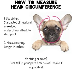 May include: A light brown French bulldog puppy with pink ears and a pink circle drawn around its head. The circle is labeled 'HOW TO MEASURE HEAD CIRCUMFERENCE'.