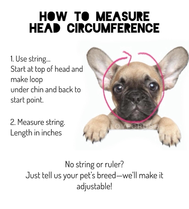 May include: A light brown French bulldog puppy with pink ears and a pink circle drawn around its head. The circle is labeled 'HOW TO MEASURE HEAD CIRCUMFERENCE'.