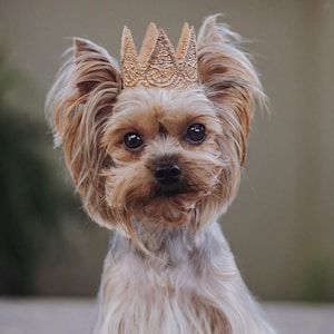 Birthday Crown For Dogs | Dog Birthday Gifted | Pet Birthday Crown Party Hat for small dog or cat | Dogs Crown | Gotcha Day | MINI Harper