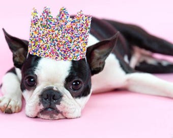 Dog SPRINKLES birthday crown | Rainbow Candy Sprinkles for Pet | Gotcha Day | gift for dog