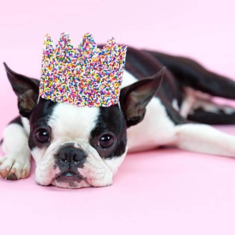 Sprinkles Dog Birthday Crown | Pet Party Hat, Cake Smash image 10