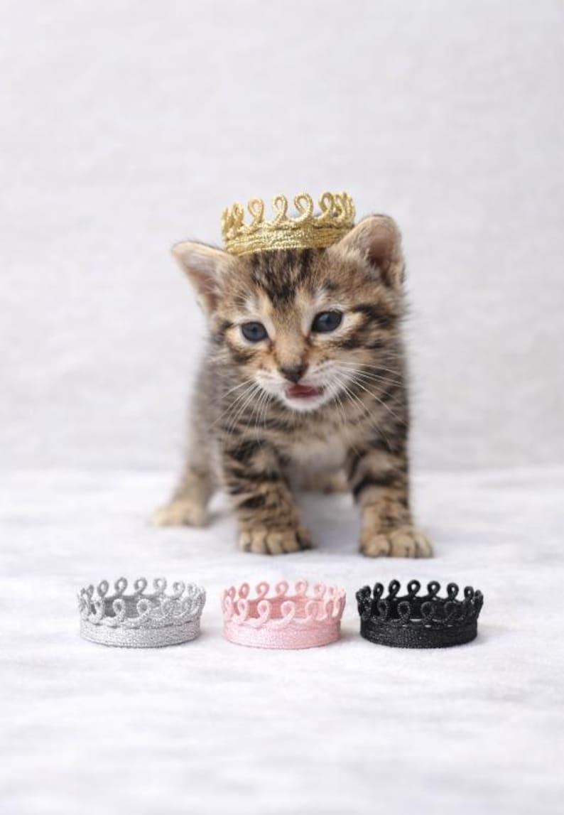 Tiny tabby kitten wearing a delicate gold lace crown, with three miniature lace crowns in silver, pink, and black arranged in front on a soft neutral background