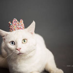 May include: A white cat with blue and green eyes wearing a colorful sprinkle crown. The cat is looking to the right of the frame.