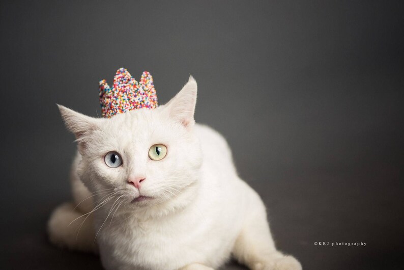 May include: A white cat with blue and green eyes wearing a colorful sprinkle crown. The cat is looking to the right of the frame.