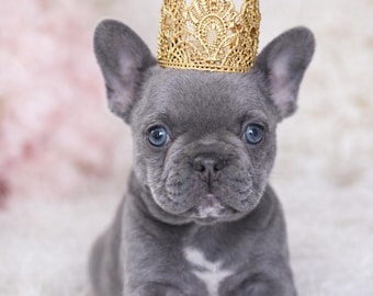 Corona de cumpleaños para perros, corona para mascotas pequeñas, accesorio para sesión de fotos de cachorros con pastel, más de 50 colores, Avery