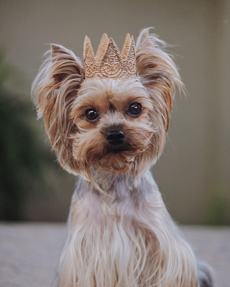 Cat Crown Dog Tiara MINI Harper gold lace crown for small dog or pet photography prop image 4