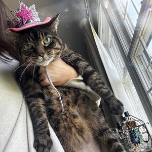 May include: A tabby cat wearing a pink and silver star-adorned hat. The cat has green eyes and is being held. The cat's fur is a mix of brown and black stripes. The hat is a small, decorative accessory.