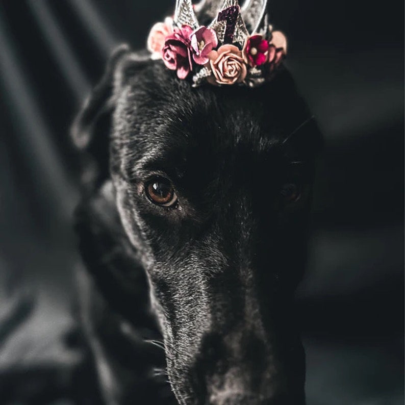 Dog Birthday Flower Crown Cat Birthday Tiara Pet Lover Gift Gotcha Day Party Hat photography prop silver purple image 8