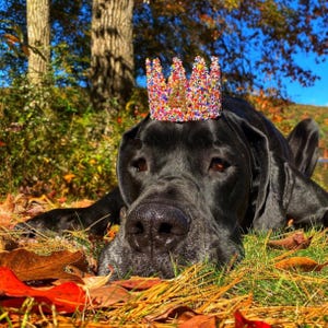 Sprinkles Dog Birthday Crown | Pet Party Hat, Cake Smash image 9