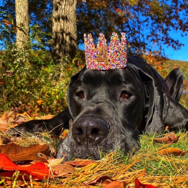Sprinkles Dog Birthday Crown | Pet Party Hat, Cake Smash image 9
