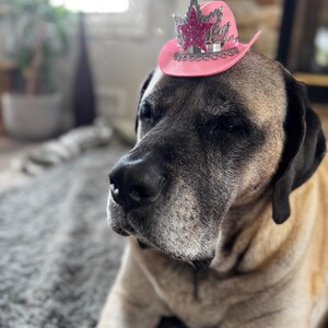 May include: A large dog with a tan and black coat wearing a small pink cowboy hat with a glittery star and silver accents. The dog is lying down on a gray carpet, with a blurred background.