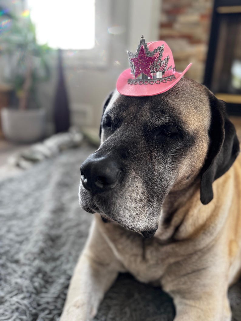 May include: A large dog with a tan and black coat wearing a small pink cowboy hat with a glittery star and silver accents. The dog is lying down on a gray carpet, with a blurred background.