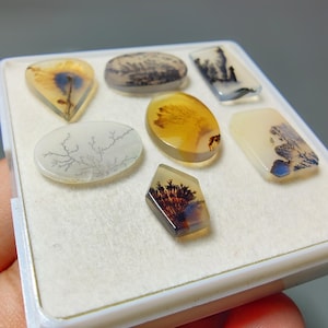 May include: A collection of six polished dendritic agate gemstones arranged in a white display box. The stones feature translucent, milky, and amber-toned surfaces with intricate, dark, tree-like fern inclusions and branching patterns throughout.