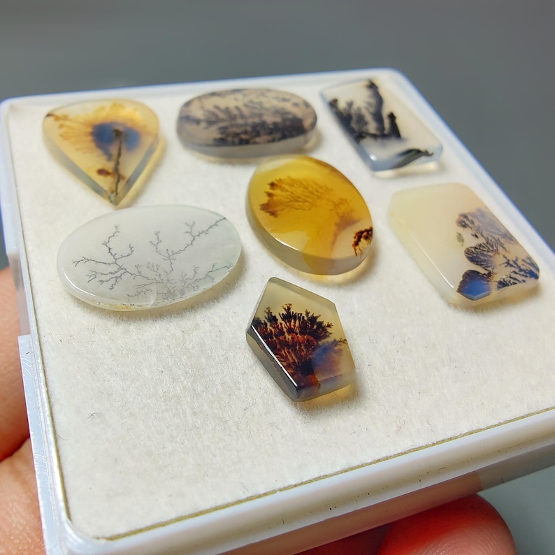 May include: A collection of six polished dendritic agate gemstones arranged in a white display box. The stones feature translucent, milky, and amber-toned surfaces with intricate, dark, tree-like fern inclusions and branching patterns throughout.