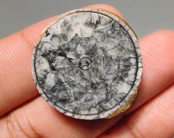 Pietra preziosa naturale di ortocera - 32 carati, retro piatto, ideale per la creazione di gioielli.