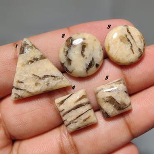 May include: Five polished cabochon gemstones with a cream and brown marbled pattern. The stones are labeled with numbers 1 through 5 and include one triangle, two circles, and two squares. Each stone has a smooth, glossy surface finish.