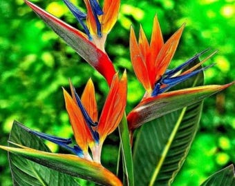 Bird of Paradise Seeds – Strelitzia Reginae Orange & Blue