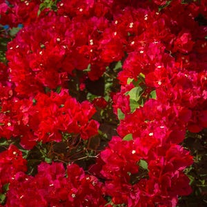 May include: A vibrant close-up of a cluster of red bougainvillea flowers. The image showcases the dense arrangement of the flowers, with small white accents and green leaves peeking through. The flowers are in full bloom, creating a rich, textured display.