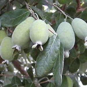 May include: Close-up of a branch with several oval-shaped feijoa fruits, pale green in color, hanging from the stem. The fruits have a small, white flower-like structure at the base. Dark green leaves surround the fruits.
