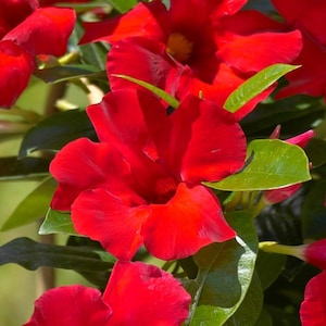 May include: Close-up of vibrant red flowers with large, overlapping petals. The flowers are surrounded by glossy green leaves, creating a striking contrast. The image captures the beauty of a flowering plant, showcasing its rich color and texture.