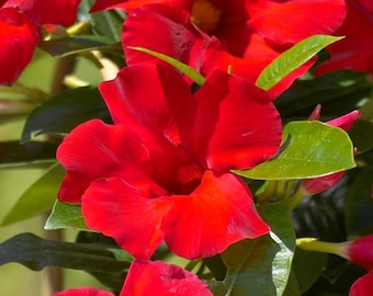 Set 2 Mandevilla Plants Live, 4 to 7 Inc Tall, Red Mandevilla Vine Plant - No pot