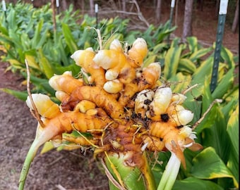 Orange Turmeric Rhizomes (roots), Retail - Curcuma Longa From