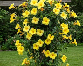 Set 2 Yellow Mandevilla Starter Plants - 4-6" Tall - Ship No Pot - Tropical Vines for Home Garden
