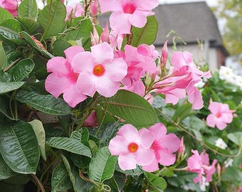 2 Pink Mandevilla Plants Live, Mandevilla Vine Plants Well Rooted 4-6 Inch Tall, Mandevilla Bush Live Flowering Plant