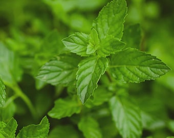 Set 2 Peppermint Plants for Planting -Starter Mint Plants For Sale - 4 to 6in tall - No pot