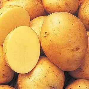May include: Close-up of several raw potatoes, some whole and some cut in half. The potatoes have a light brown skin and a pale yellow interior. The image is well-lit, showing the texture and color of the potatoes.