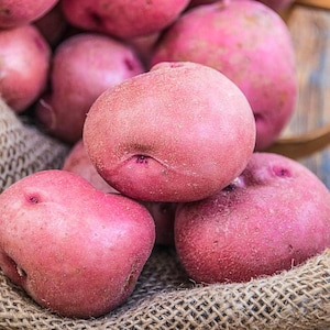 May include: Close-up of a pile of fresh, red potatoes. The potatoes have a slightly rough texture and are a vibrant pinkish-red color. They are resting on a burlap sack, suggesting a rustic or farm-fresh theme.