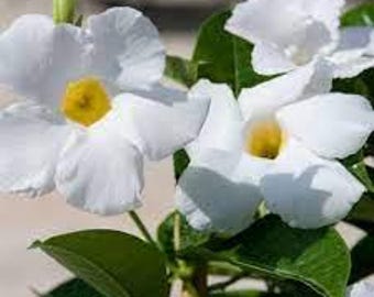 Pack 2 White Mandevilla Plants Live, Mandevilla Vine Plants Well Rooted 4-6 Inch Tall, Mandevilla Bush Live Flowering Plant