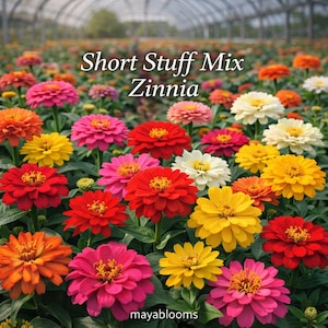 May include: A vibrant field of Short Stuff Mix Zinnia flowers in various colors, including red, pink, yellow, orange, and white. The image features a close-up view of the colorful blooms, with the text "Short Stuff Mix Zinnia" and "mayablooms" visible.