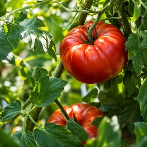 Rutgers Tomato Seeds: Classic Heirloom Slicing Variety for Home Gardens